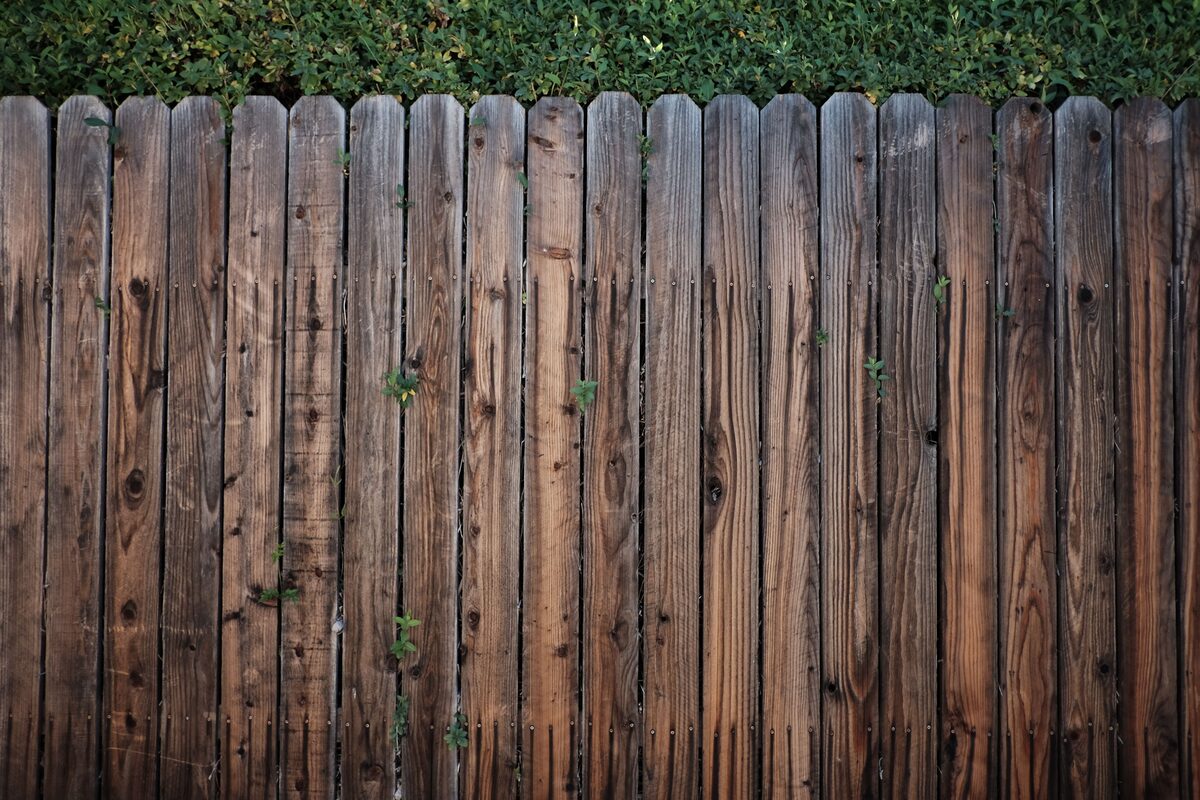 A plain wood fence with a green hedge growing above it